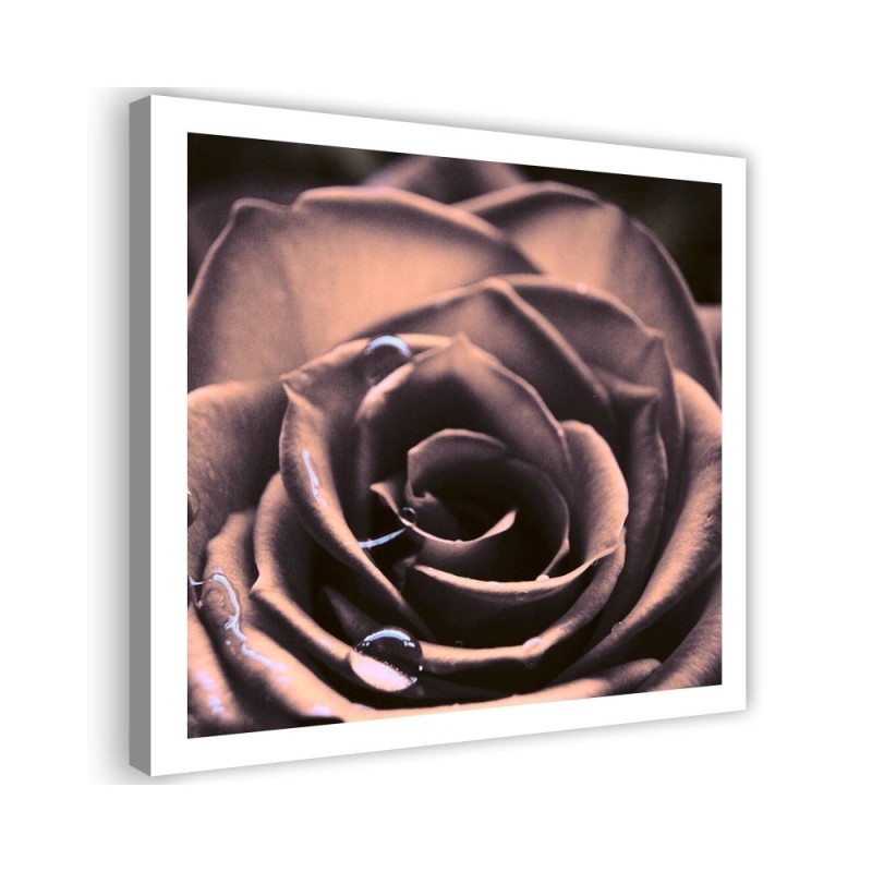 Modernes Wandbild - Wassertropfen auf einer Rose | Feeby