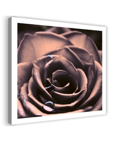 Modernes Wandbild - Wassertropfen auf einer Rose | Feeby