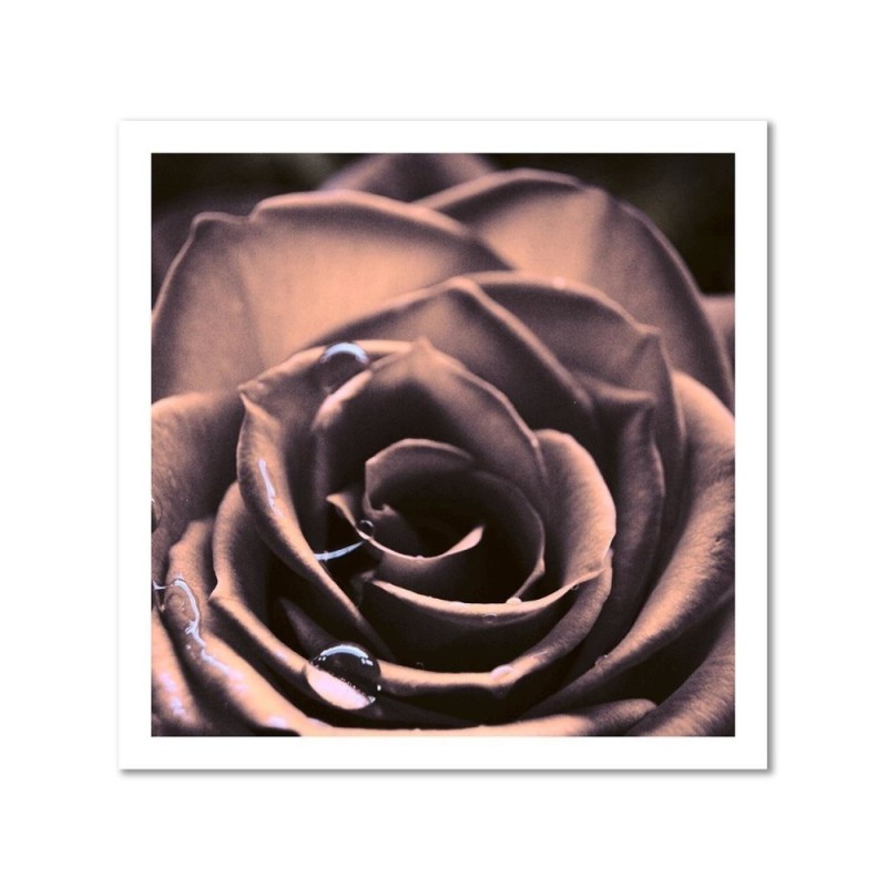 Modernes Wandbild - Wassertropfen auf einer Rose | Feeby