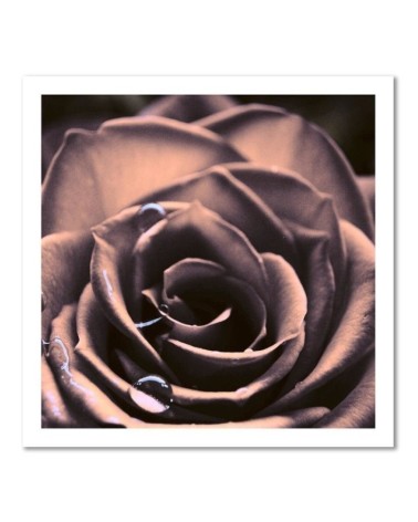Modernes Wandbild - Wassertropfen auf einer Rose | Feeby