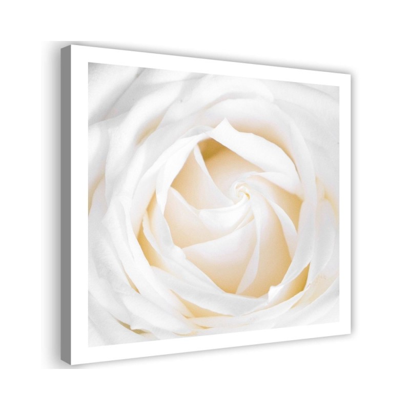 Leinwandbild - Zarte Rose | Feeby