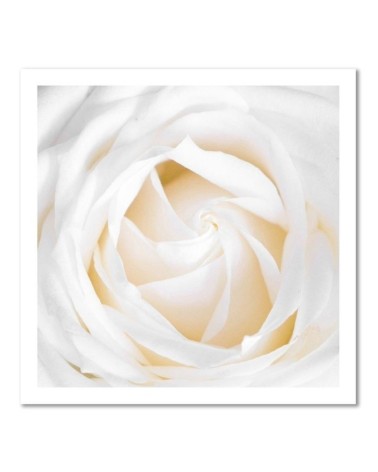 Leinwandbild - Zarte Rose | Feeby