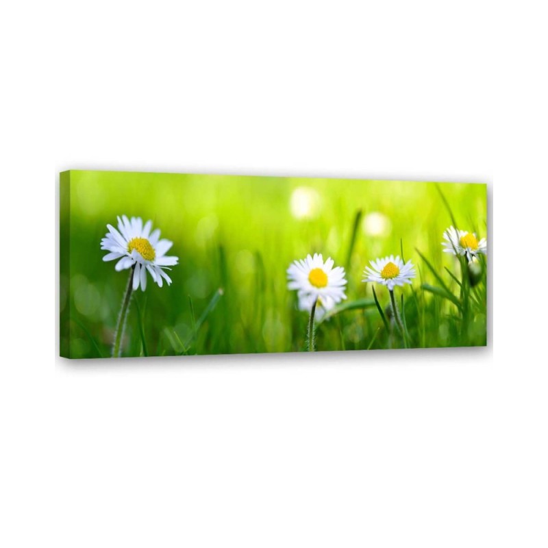 Leinwandbild - Gänseblümchen im Gras | Feeby