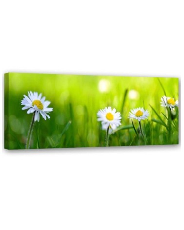 Leinwandbild - Gänseblümchen im Gras | Feeby