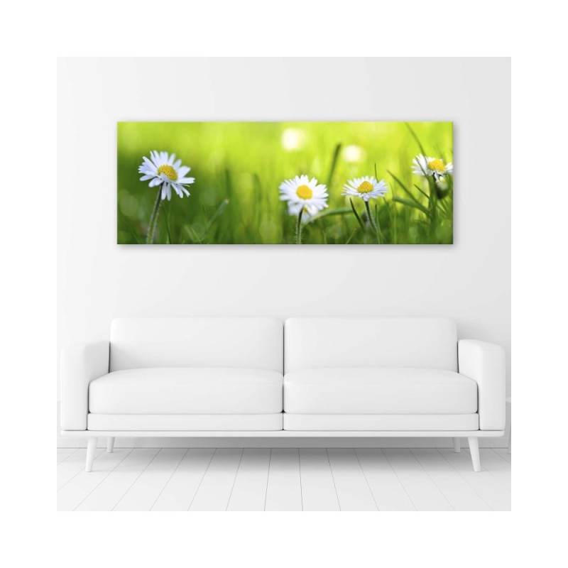 Leinwandbild - Gänseblümchen im Gras | Feeby