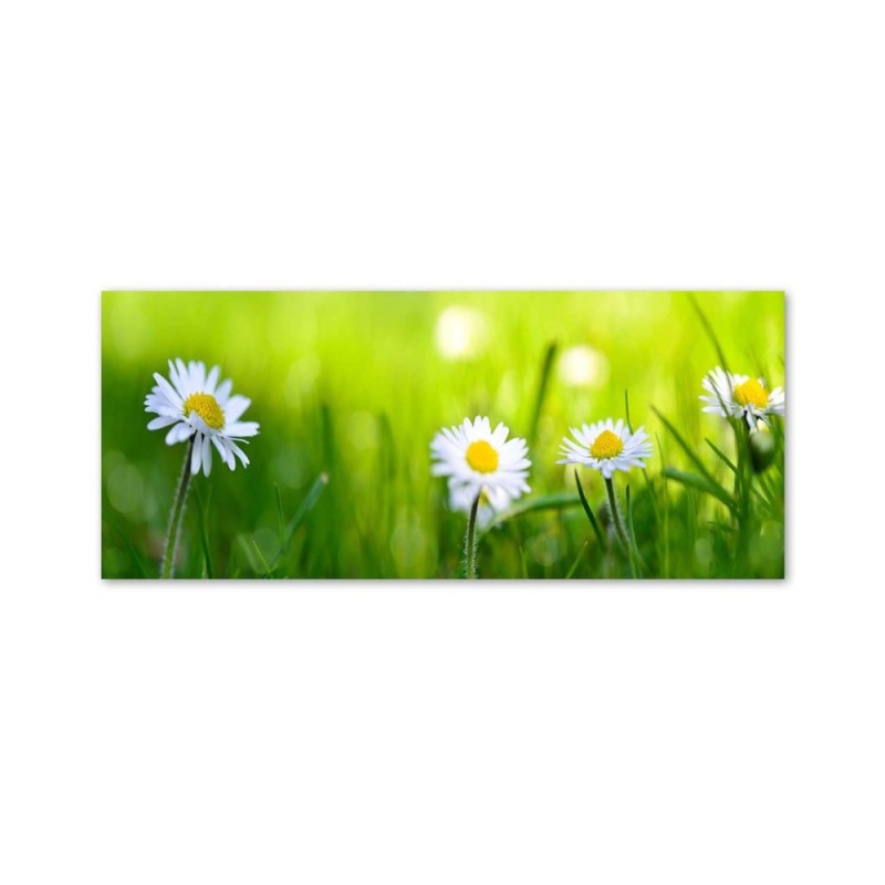 Leinwandbild - Gänseblümchen im Gras | Feeby