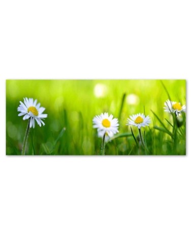 Leinwandbild - Gänseblümchen im Gras | Feeby