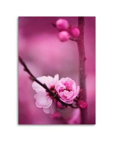 Modernes Wandbild - Rosa Blüte Pflanzen | Feeby