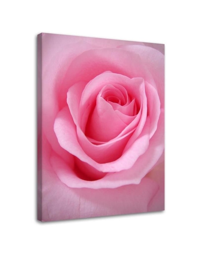 Dekoratives Leinwandbild - Rosa Blumen Pflanzen | Feeby