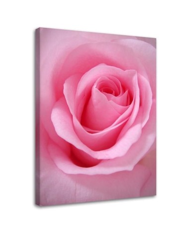 Dekoratives Leinwandbild - Rosa Blumen Pflanzen | Feeby