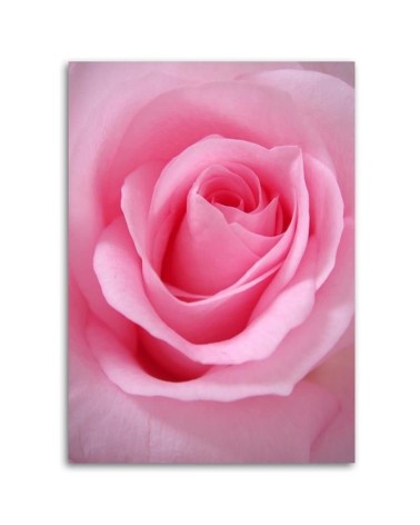 Dekoratives Leinwandbild - Rosa Blumen Pflanzen | Feeby