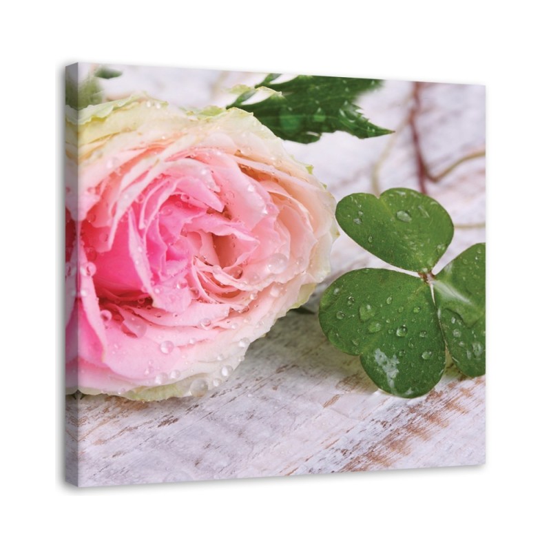 Bild auf Leinwand - Rose Blumen Natur | Feeby