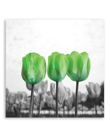 Leinwandbild - Grüne Tulpen auf einer Wiese | Feeby