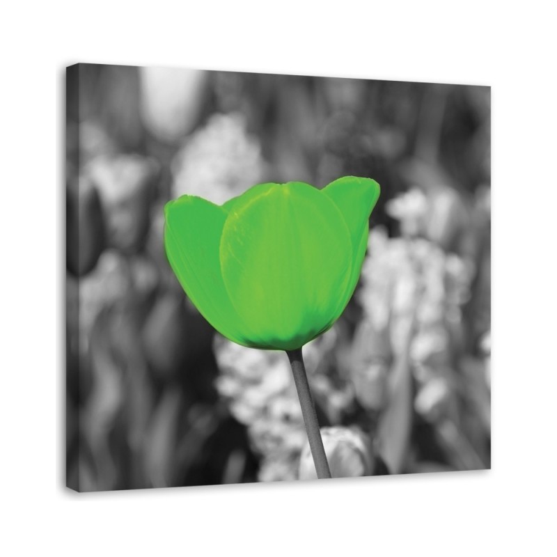 Bild auf Leinwand - Grüne Tulpe auf der Wiese | Feeby