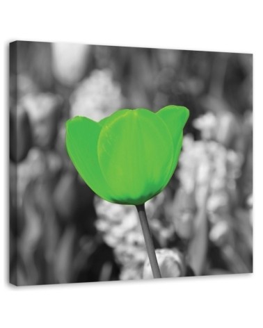 Canvas print modern - Green tulips in a meadow | FEEBY