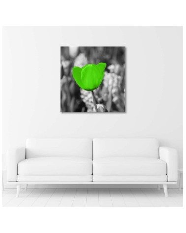 Bild auf Leinwand - Grüne Tulpe auf der Wiese | Feeby