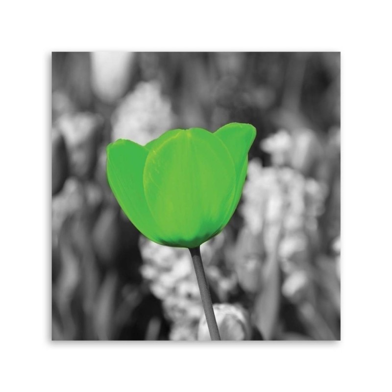 Bild auf Leinwand - Grüne Tulpe auf der Wiese | Feeby