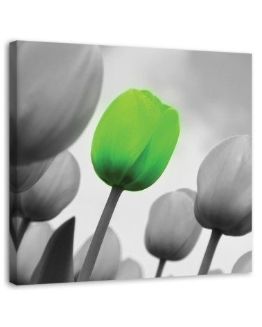 Leinwanddruck - Grüne Tulpe | Feeby