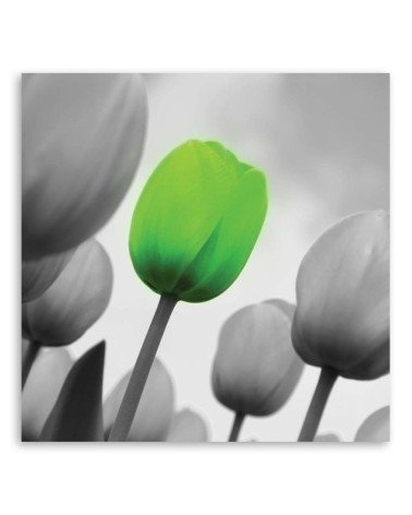 Leinwanddruck - Grüne Tulpe | Feeby