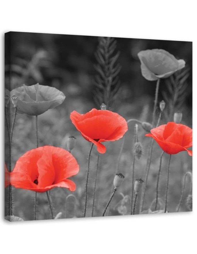 Leinwandbild modern - Klatschmohn | Feeby