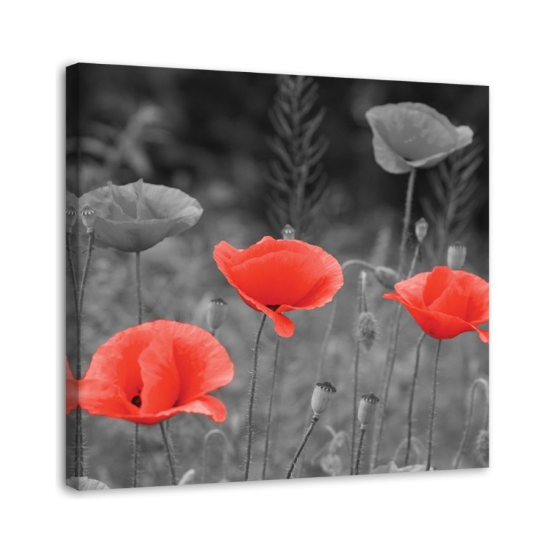 Leinwandbild modern - Klatschmohn | Feeby