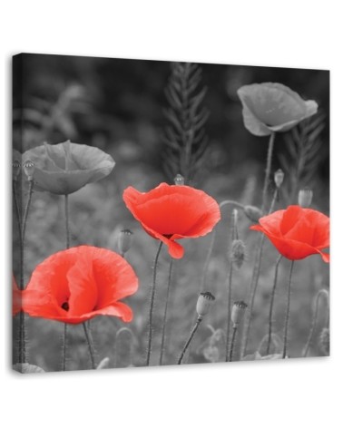 Canvas prints for living room - Field poppies | FEEBY