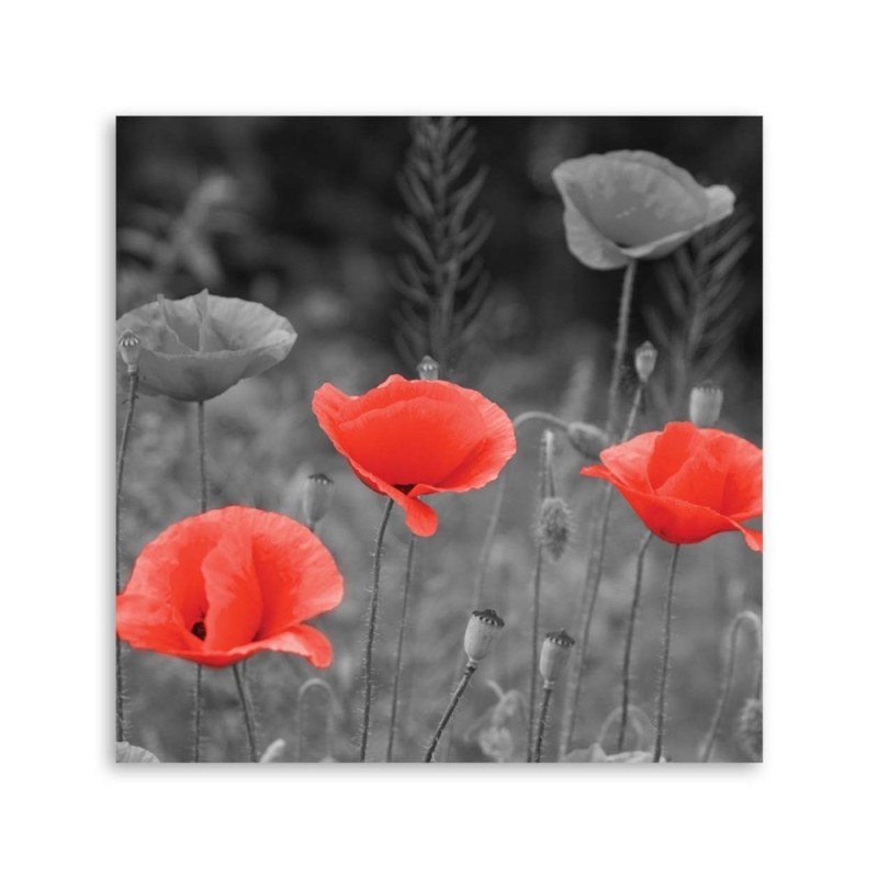 Leinwandbild modern - Klatschmohn | Feeby