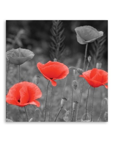 Leinwandbild modern - Klatschmohn | Feeby