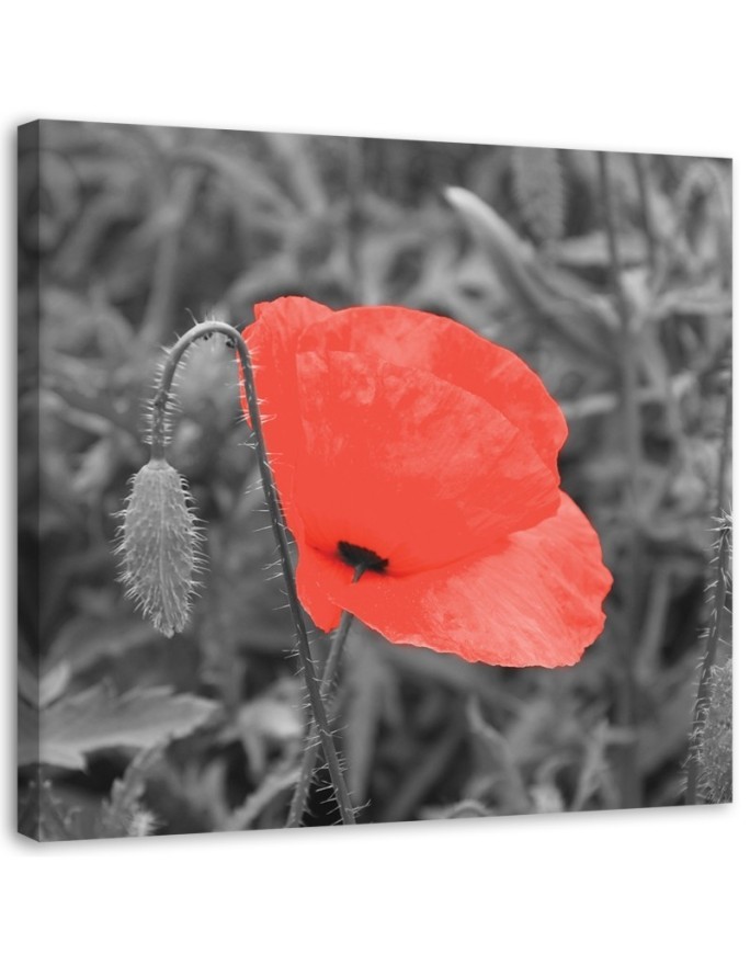 Leinwandbild - Roter Mohn in Grau | Feeby