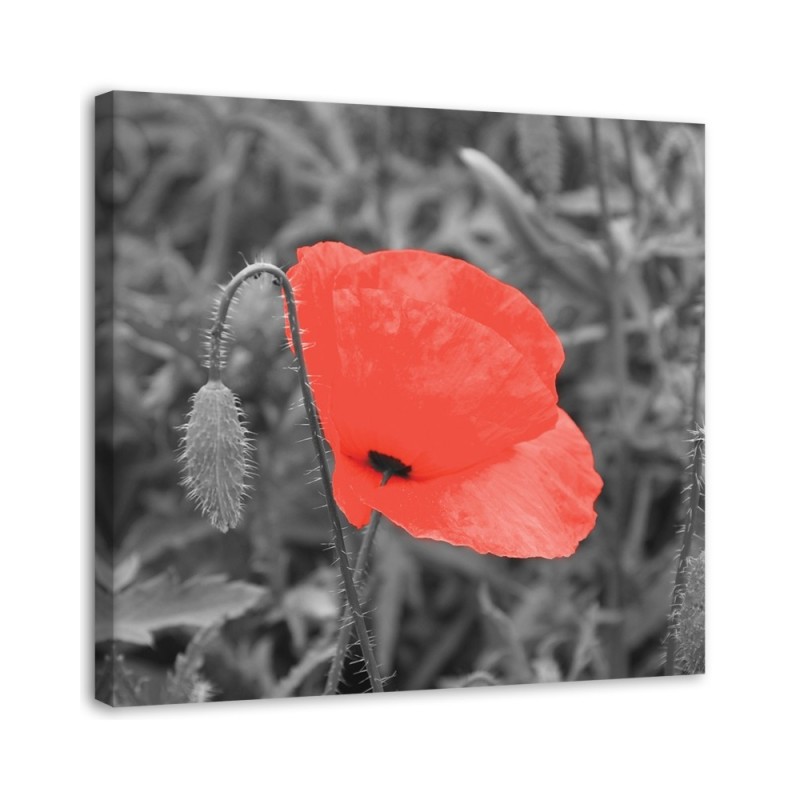 Canvas prints for living room - Red poppy flowers nature | FEEBY