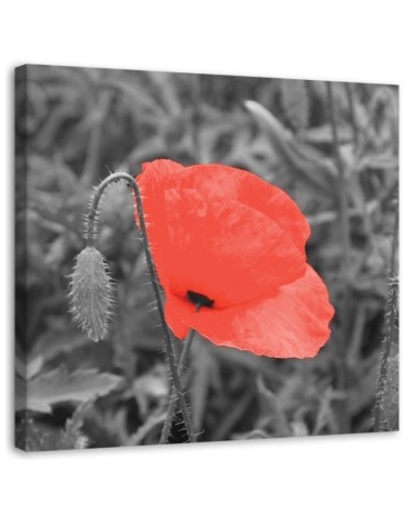 Canvas prints for living room - Red poppy flowers nature | FEEBY