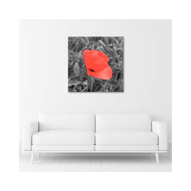 Leinwandbild - Roter Mohn in Grau | Feeby