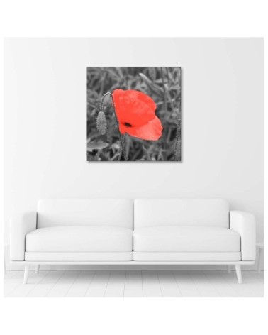Leinwandbild - Roter Mohn in Grau | Feeby