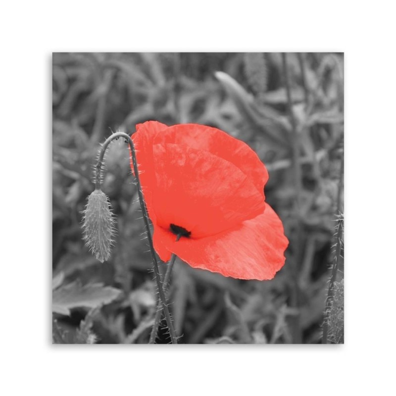 Leinwandbild - Roter Mohn in Grau | Feeby