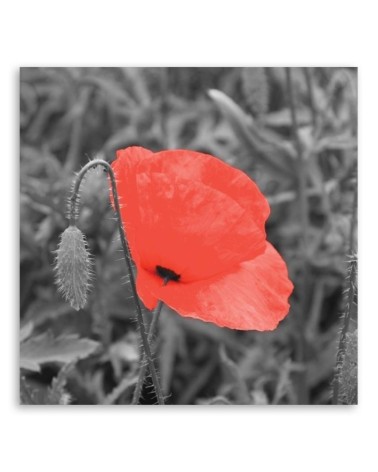 Leinwandbild - Roter Mohn in Grau | Feeby