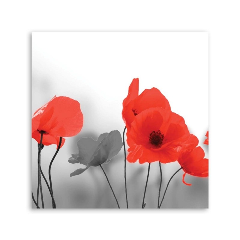 Bild auf Leinwand - Rote Mohnblumen in Grau | Feeby