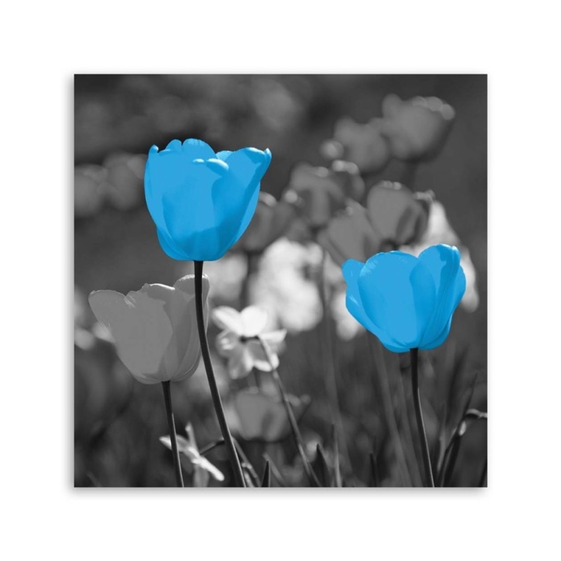 Wandbild für Wohnzimmer - Blaue Tulpen auf einer Wiese | Feeby