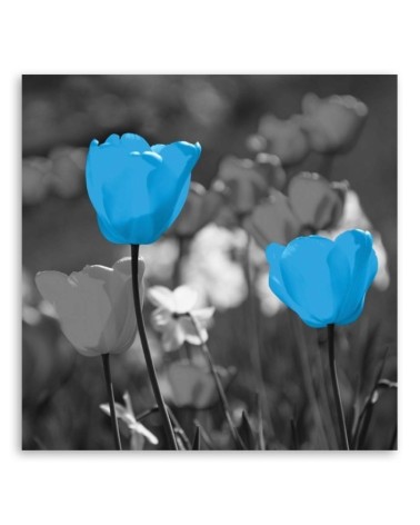 Wandbild für Wohnzimmer - Blaue Tulpen auf einer Wiese | Feeby
