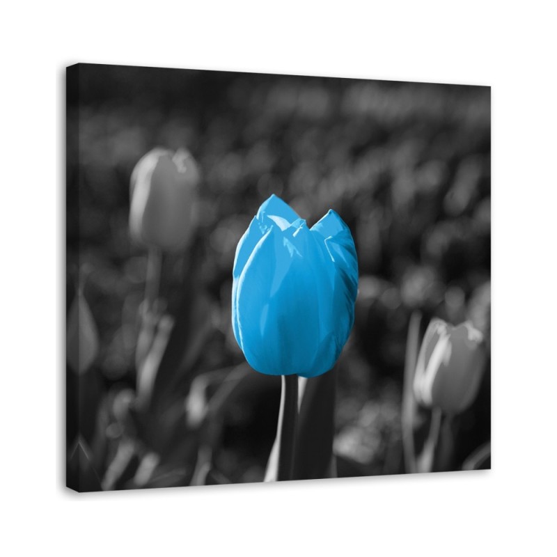 Modernes Wandbild - Blaue Tulpe in Grau | Feeby