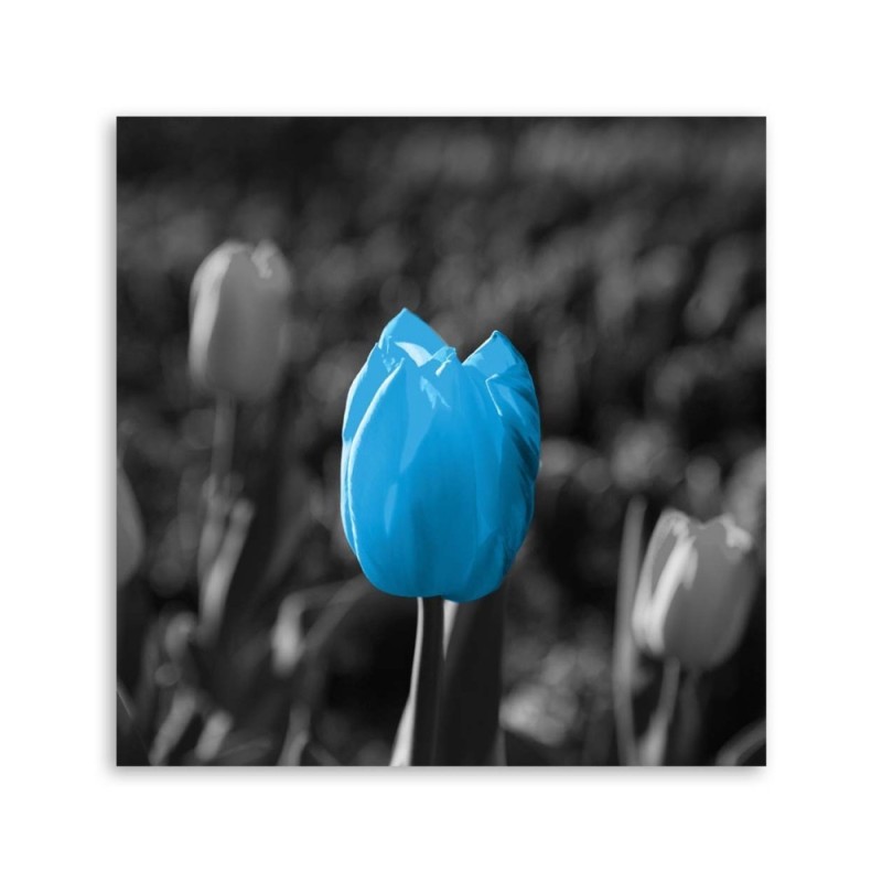 Modernes Wandbild - Blaue Tulpe in Grau | Feeby