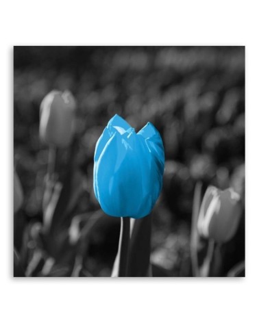 Modernes Wandbild - Blaue Tulpe in Grau | Feeby