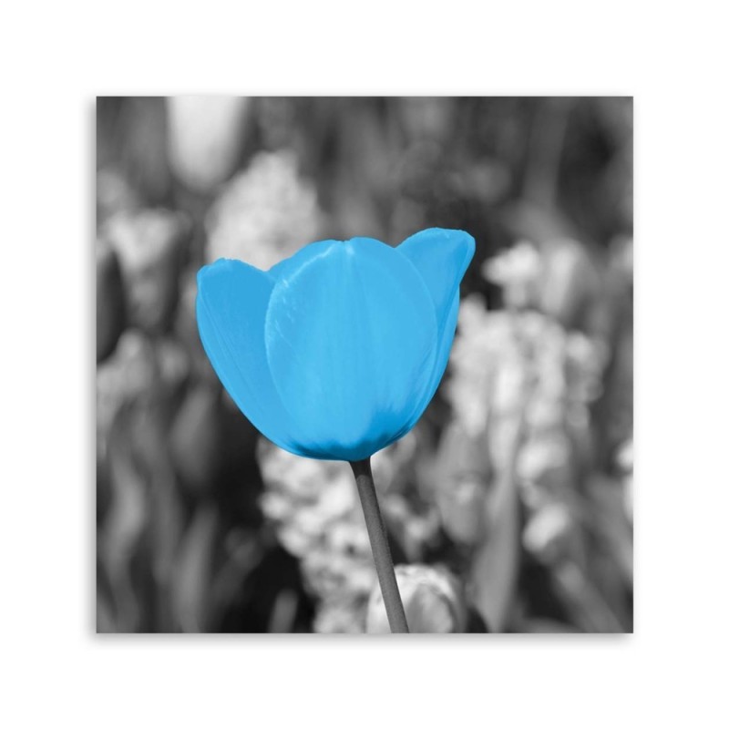 Dekoratives Leinwandbild - Blaue Tulpe | Feeby