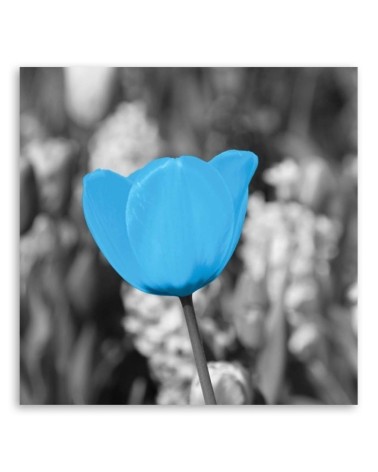 Dekoratives Leinwandbild - Blaue Tulpe | Feeby