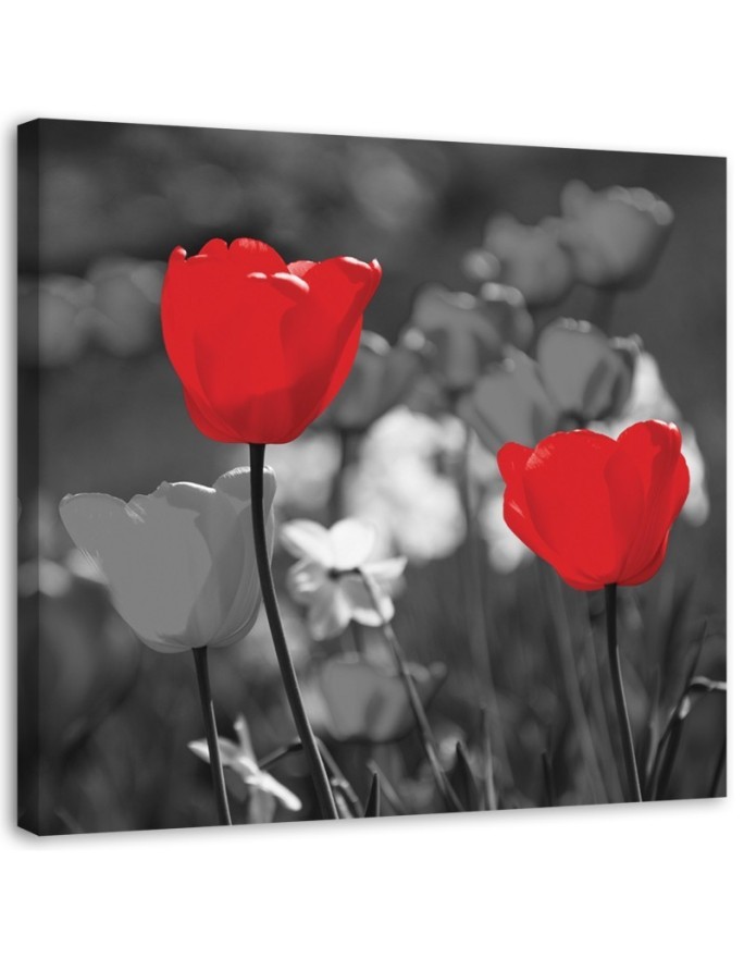 Bild auf Leinwand - Rote Tulpen in Grau | Feeby