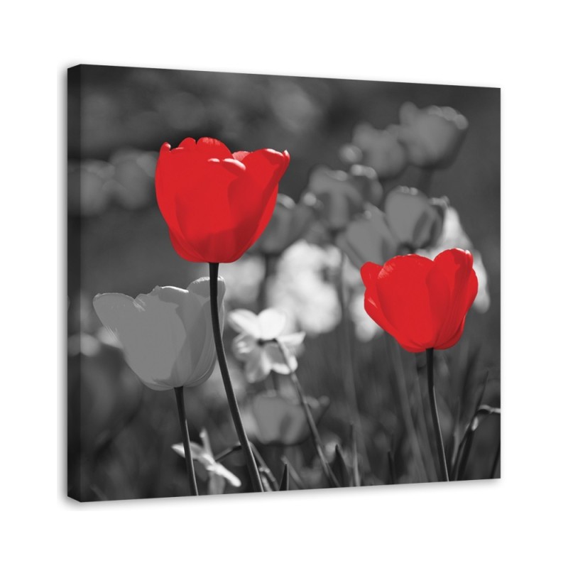 Bild auf Leinwand - Rote Tulpen in Grau | Feeby