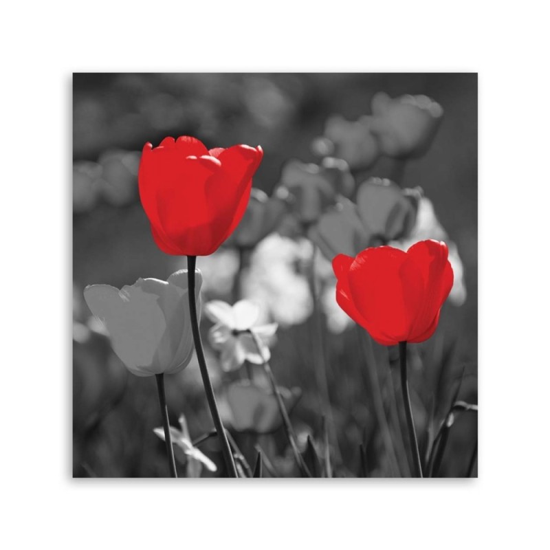Bild auf Leinwand - Rote Tulpen in Grau | Feeby