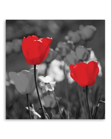 Bild auf Leinwand - Rote Tulpen in Grau | Feeby