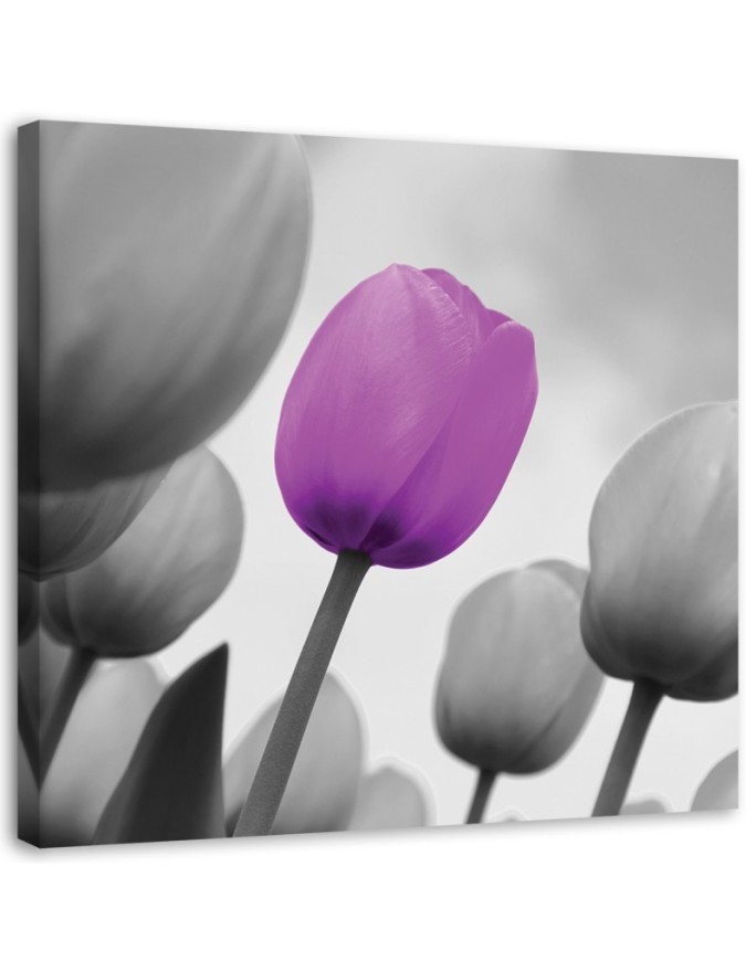 Leinwandbild - Lila Tulpe in Grau | Feeby