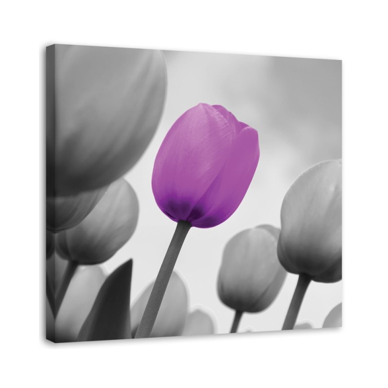 Leinwandbild - Lila Tulpe in Grau | Feeby