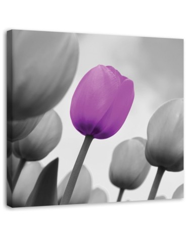 Purple tulip in grey - Canvas prints for living room | FEEBY